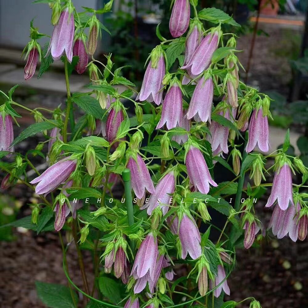 紫斑风铃草卢布耐寒耐热盆栽铃铛花多季开易养护多年生花园宿根