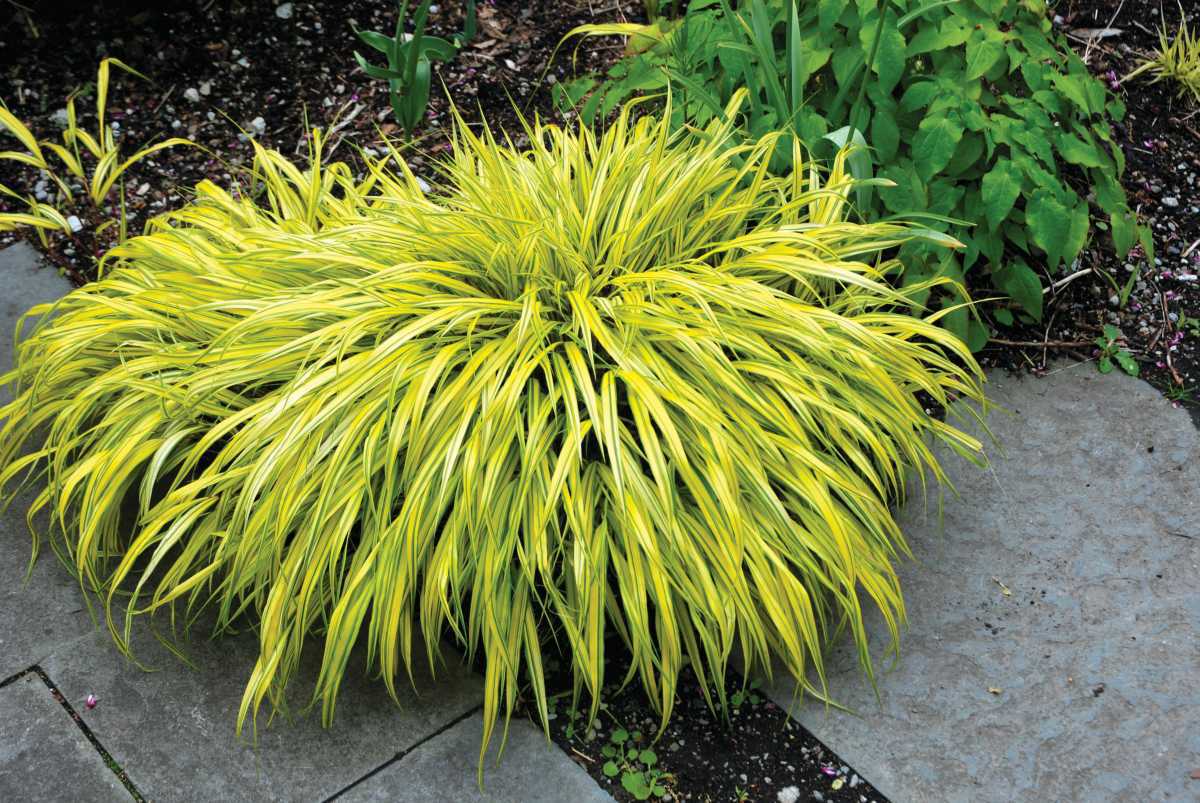 花镜植物 观赏草"斑叶"日本箱根草日本知风草盆栽苗