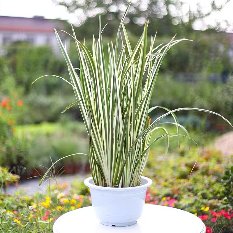 花叶玉蝉花大花菖蒲水生西伯利亚鸢尾耐寒水池塘观叶观四季多年生