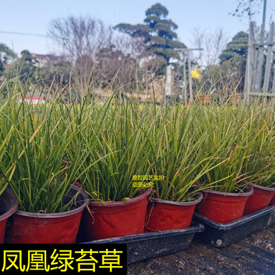 花镜植物凤凰绿苔草盆栽观赏