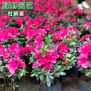比利时杜鹃花苗盆栽地栽花草四季开花庭院园林绿化室内外绿植花卉