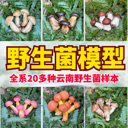 仿真野生菌蘑菇模型松茸松露竹荪鸡枞黑虎掌牛肝菌鸡油菌干巴菌等