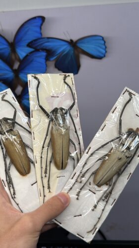 海格力斯天牛 真甲虫昆虫标本原虫未整姿手工diy材料装饰动物摆件