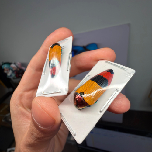 吉丁虫真甲虫标本原虫未整姿