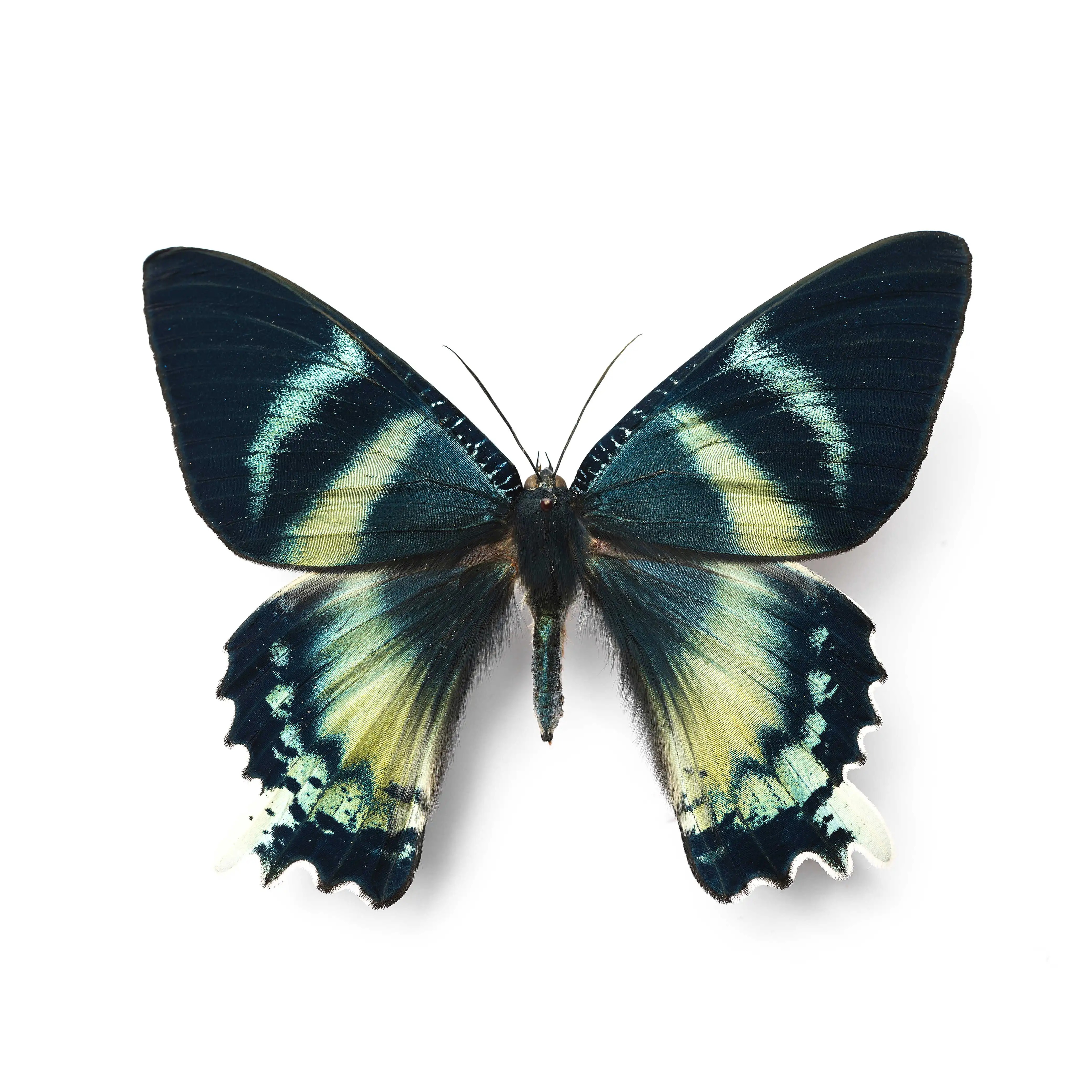 波带锦燕蛾真蝴蝶标本原蝶