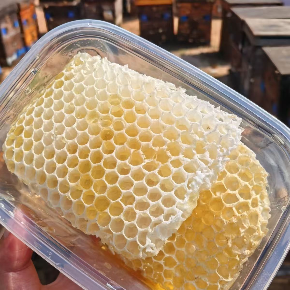 (少蜜版)福建土蜂天然蜂巢胚 蜂巢脾 蜂巢 蜂巢胚少少蜜 即