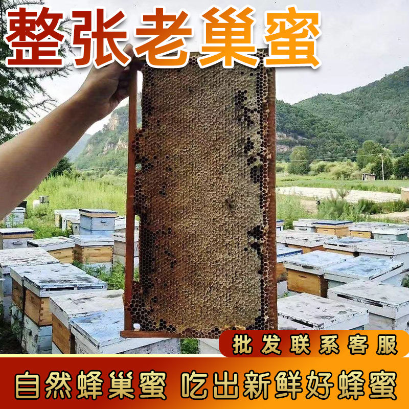 整张野生蜂巢蜜纯正天然蜂蜜深山原蜜百花冬蜜老巢蜜嚼着吃树洞蜜