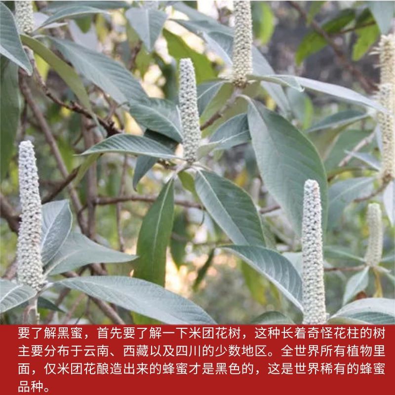 云南高山野生米团花黑蜜土特产山珍黑蜂蜜真天然土蜂蜜米团花蜜