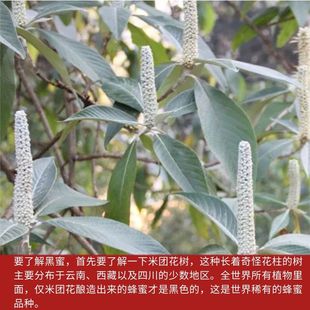 云南高山野生米团花黑蜜土特产山珍黑蜂蜜真天然土蜂蜜米团花蜜