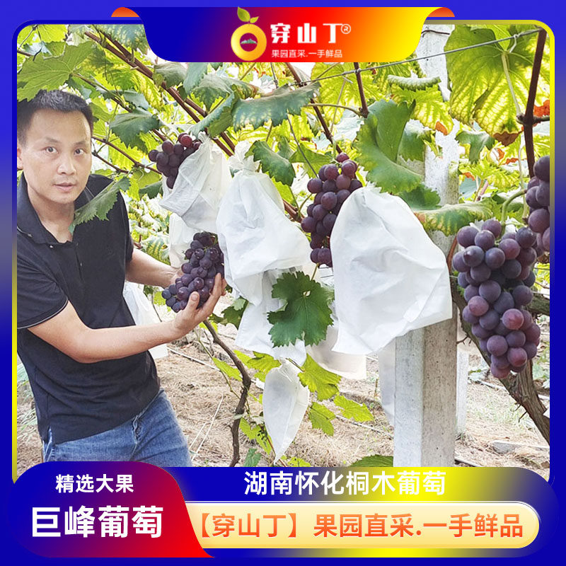 湖南怀化本地巨峰葡萄清甜_精选大串新鲜巨峰葡萄_果园新鲜采摘