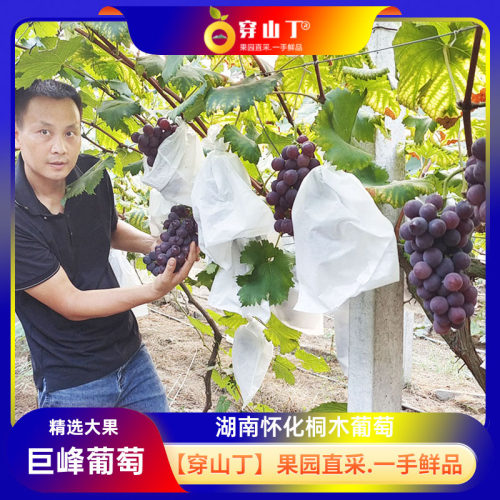 湖南怀化本地巨峰葡萄清甜_精选大串新鲜巨峰葡萄_果园新鲜采摘