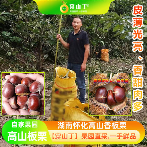 湖南怀化高山板栗子_2026新鲜板栗_白色生嫩板栗和香甜油红色板栗