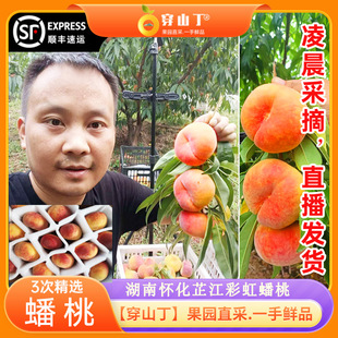 怀化芷江蟠桃新鲜水果脆甜_艾头坪牛牯坪乡彩虹黄毛蟠桃产地直发