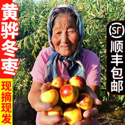 【顺丰5斤】黄骅冬枣沧州新鲜水果特大红枣脆甜冰糖枣子黄烨孔店