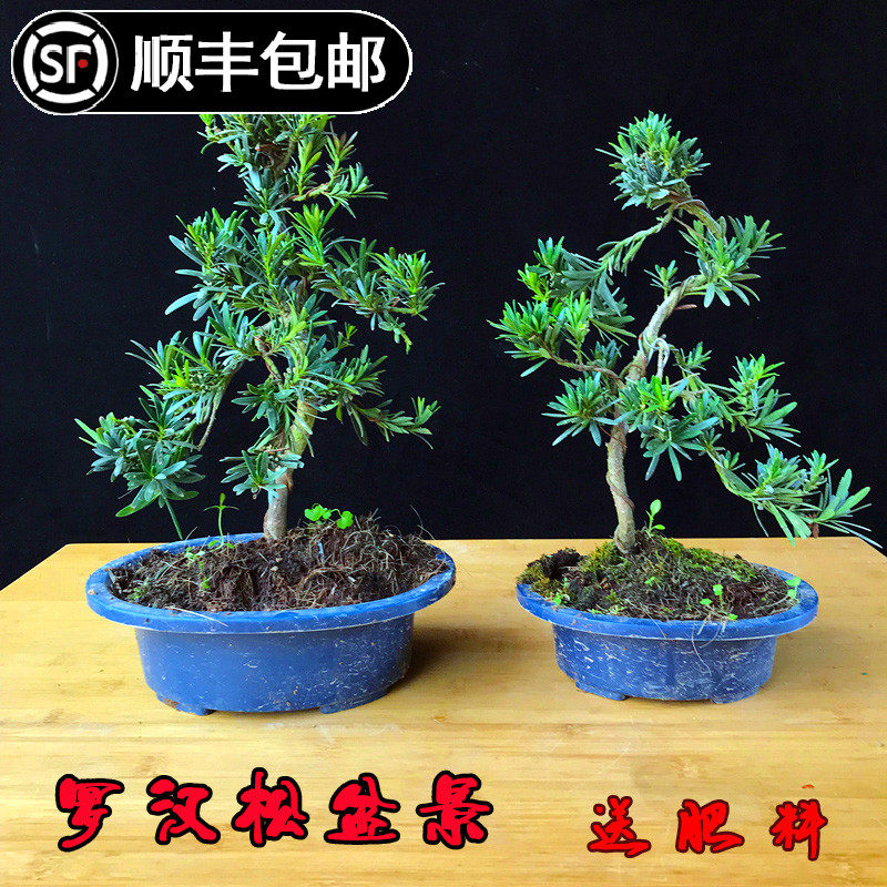盆景罗汉松树苗珍珠米叶小中叶雀舌老桩盆栽阳台庭院四季常青植物
