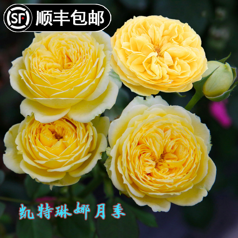 精选凯特琳娜月季花苗灌木切花玫瑰大花勤花多季开花阳台庭院盆栽