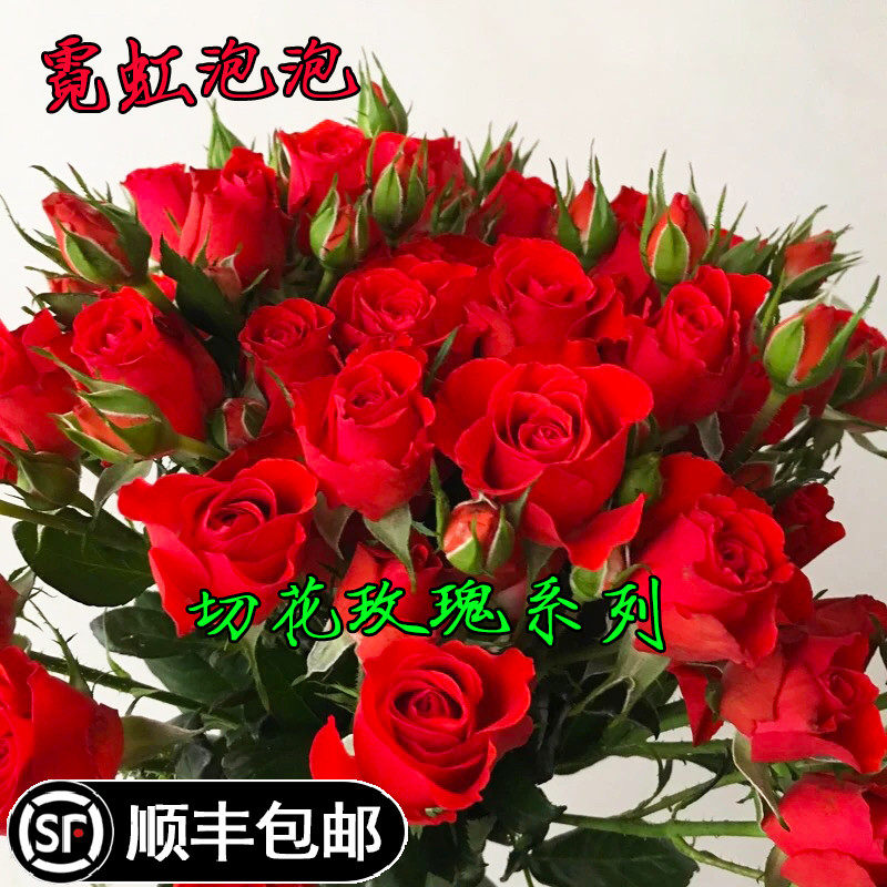 霓虹泡泡玫瑰盆栽月季泡泡系列多头阳台庭院月季丰花多季开花大花