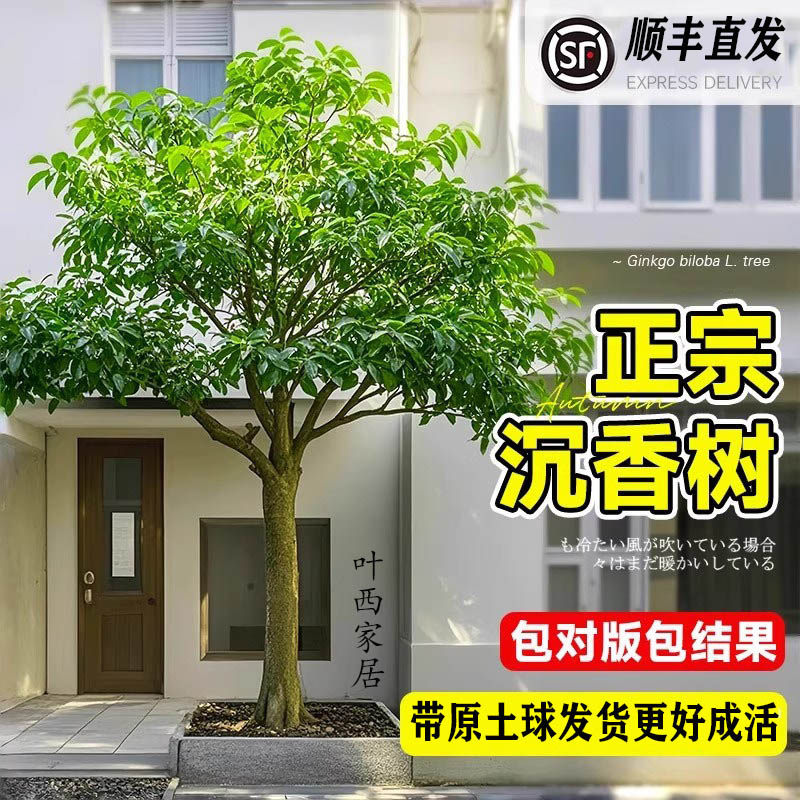 正品奇楠海南沉香树苗棋楠树苗苗木盆栽室外庭院十大名树苗金丝楠