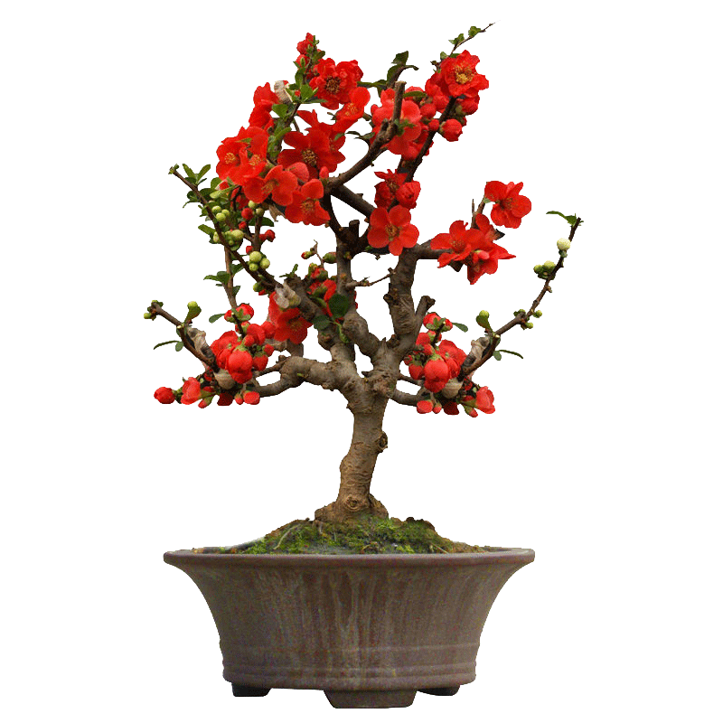 一枝春海棠花苗木本花卉庭院阳台