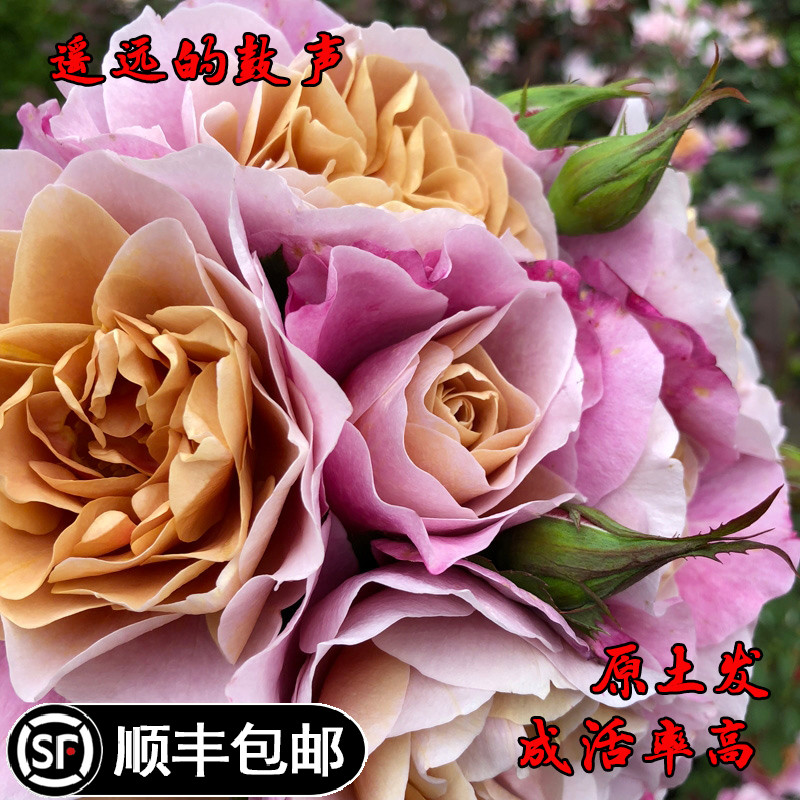 遥远的鼓声复古色玫瑰月季花苗图片