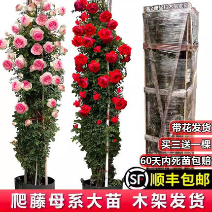 藤本月季木架发货蔷薇花苗爬藤特大花庭院植物花园开花卉盆栽玫瑰