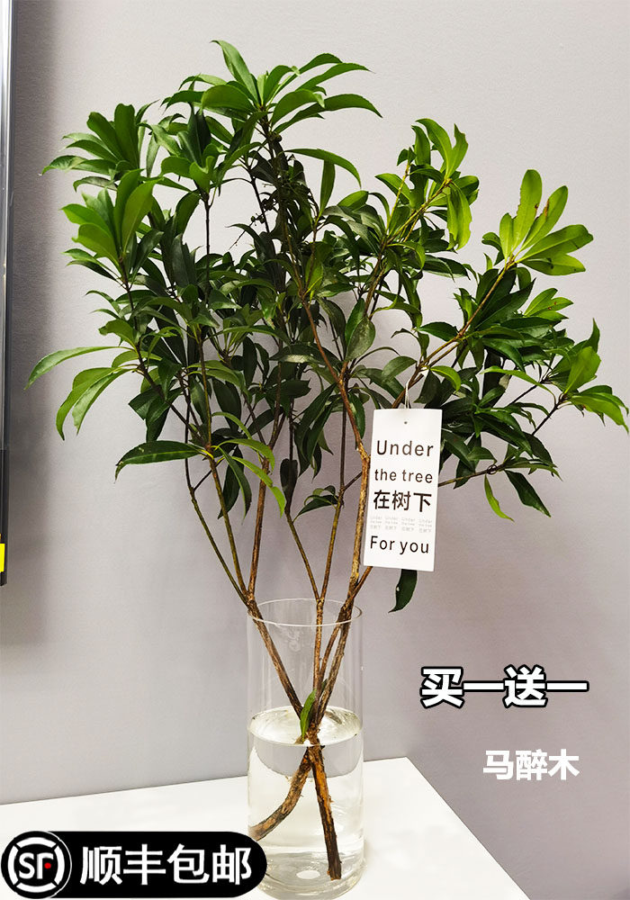 马醉木水培观叶植物鲜切枝条鲜活树室内小绿植吊钟树苗客厅水生养