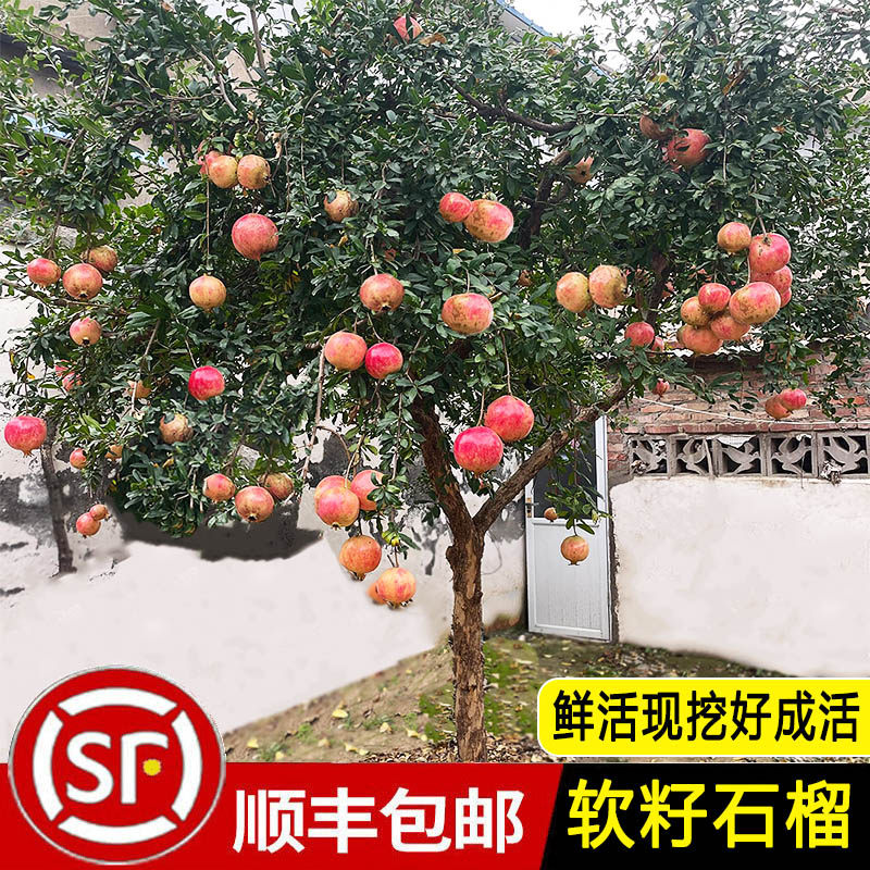 石榴树苗庭院果树特大红袍突尼斯软籽盆栽地栽带土老桩石榴果树苗