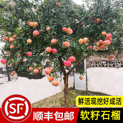 石榴树苗庭院果树特大红袍突尼斯软籽盆栽地栽带土老桩石榴果树苗