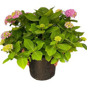 无尽夏绣球特大母系老桩绣球花苗庭院耐寒植物四季开花卉阳台盆栽