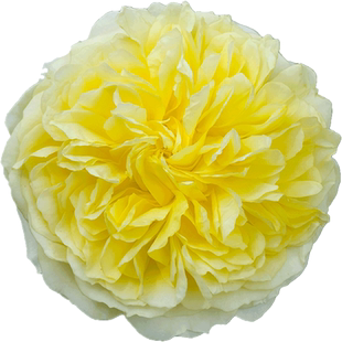 朝圣者天路藤本月季花卉阳台围栏爬墙花园开花玫瑰花盆栽蔷薇花苗