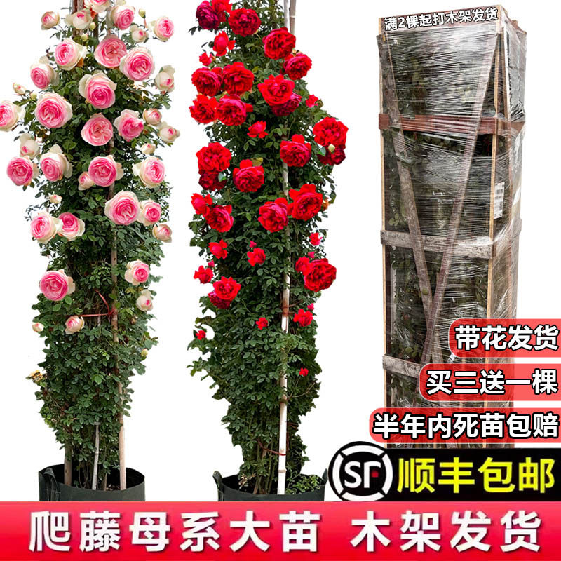 藤本月季木架发货蔷薇花苗爬藤特大花庭院植物四季开花卉盆栽玫瑰