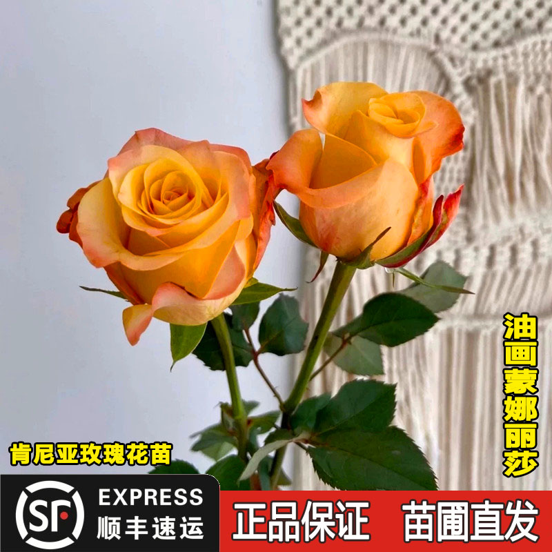 新品油画蒙娜丽莎大切花玫瑰盆栽庭院阳台绿植花苗多季开月季花苗