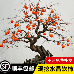 果树水晶苗特大嫁接柿子