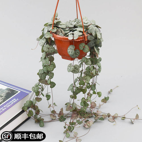 爱之蔓锦多肉植物盆栽心相印藤