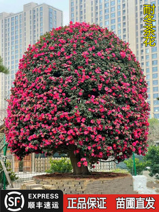 茶梅花苗球耐冬树苗庭院阳台室内外浓香耐寒花卉盆栽带花四季常青