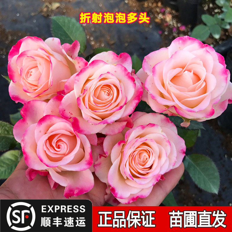 折射泡泡月季盆栽多季开花卉庭院阳台微月多头丰花苗钻石玫瑰渐变