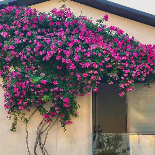 一枝春蔷薇花苗爬藤快开花多