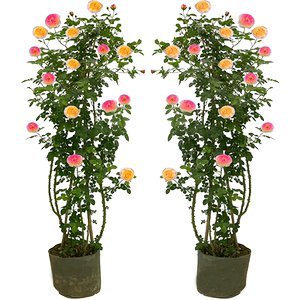 藤本月季特大多季庭院花卉植物
