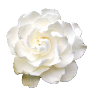 小叶栀子树花苗庭院绿化植物四季园林别墅室外浓香型花卉耐寒花卉