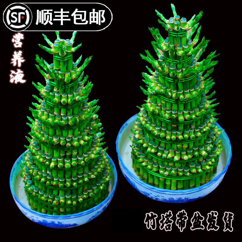 竹塔盆栽绿植花卉节节高水培观音竹子客厅卧室茶几室内摆放美观