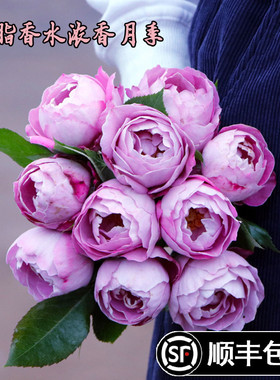 新品羊脂香水切花玫瑰花卉盆栽植物阳台花园地栽浓香紫色月季花苗