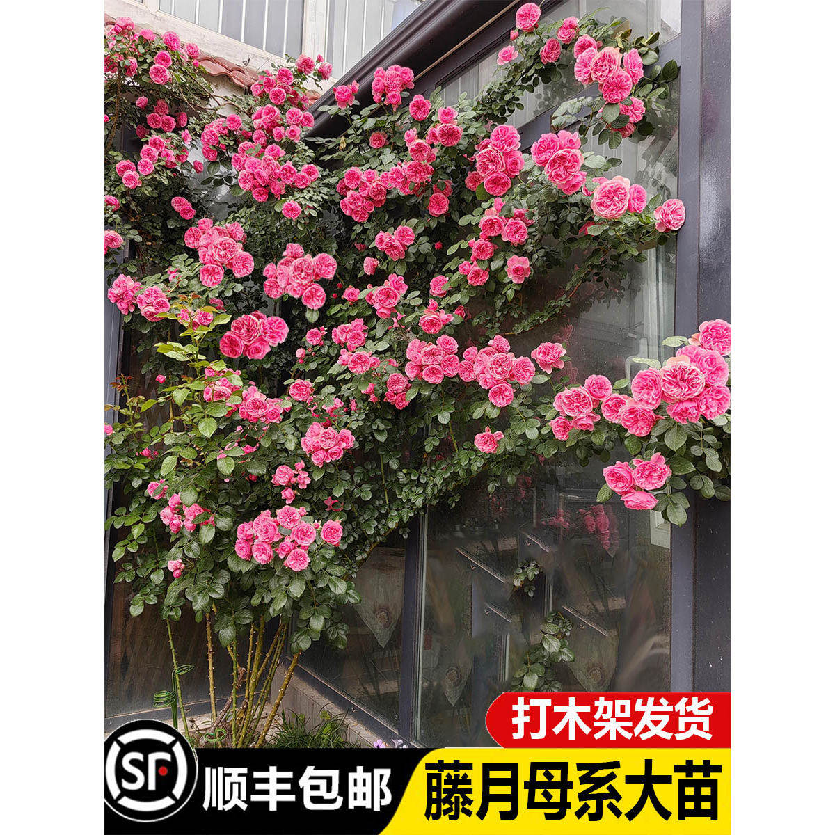 藤本月季蔷薇花大苗多季开花墙浓香庭院盆栽玫瑰花卉爬藤攀援老桩