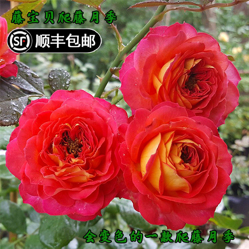 浪漫宝贝藤本月季苏蕾藤庭院拱门墙盆栽爬藤植物花苗多季开花玫瑰