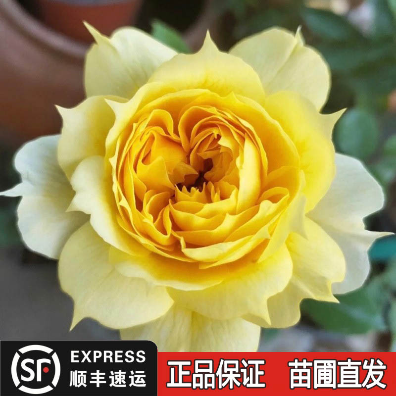 阳光古董月季盆栽花苗黄色包子型玫瑰花卉阳台庭院灌木花园开大花