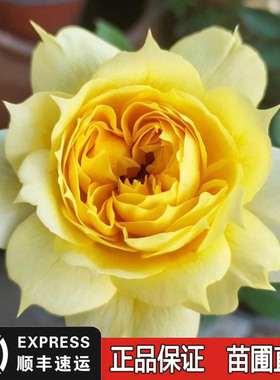 阳光古董月季盆栽花苗黄色包子型玫瑰花卉阳台庭院灌木花园开大花