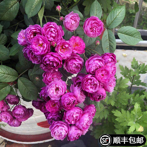 葡萄园之歌月季花大苗阳台庭院