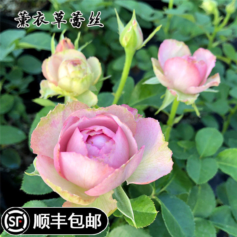 精选薰衣草蕾丝多头月季切花玫瑰花苗阳台花卉盆栽月季花园开花苗