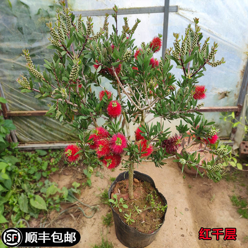 红千层树苗木本多花金宝树串钱柳毛绒花庭院阳台盆栽花园常绿易活
