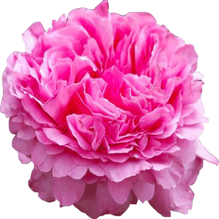 新品仙王座月季花苗大花浓香欧月灌木多季开花室内室外盆栽花卉