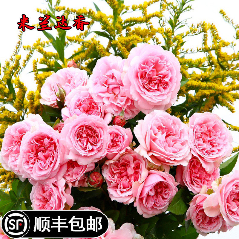 新品米兰达月季奥斯汀切花浓香灌木露台盆栽花园多季开花带花发货